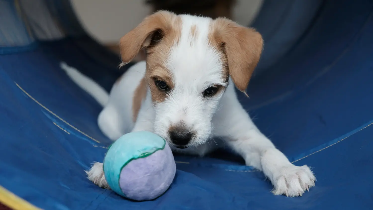 Buying a Kromfohrländer puppy means taking responsibility! Buy Kromfohrländer puppies.