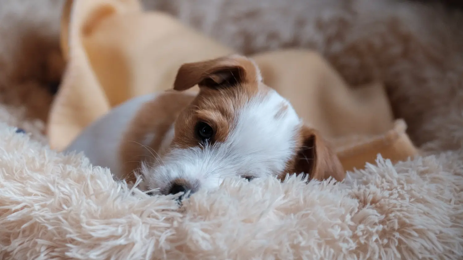 Buying a Kromfohrländer puppy means taking responsibility! Buy Kromfohrländer puppies.