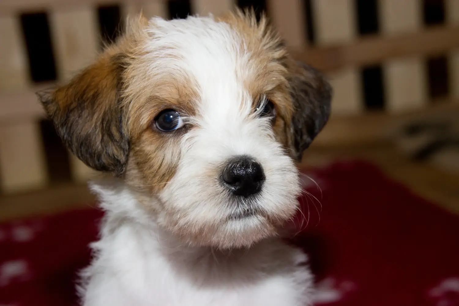 Buying a Kromfohrländer puppy means taking responsibility! Buy Kromfohrländer puppies.