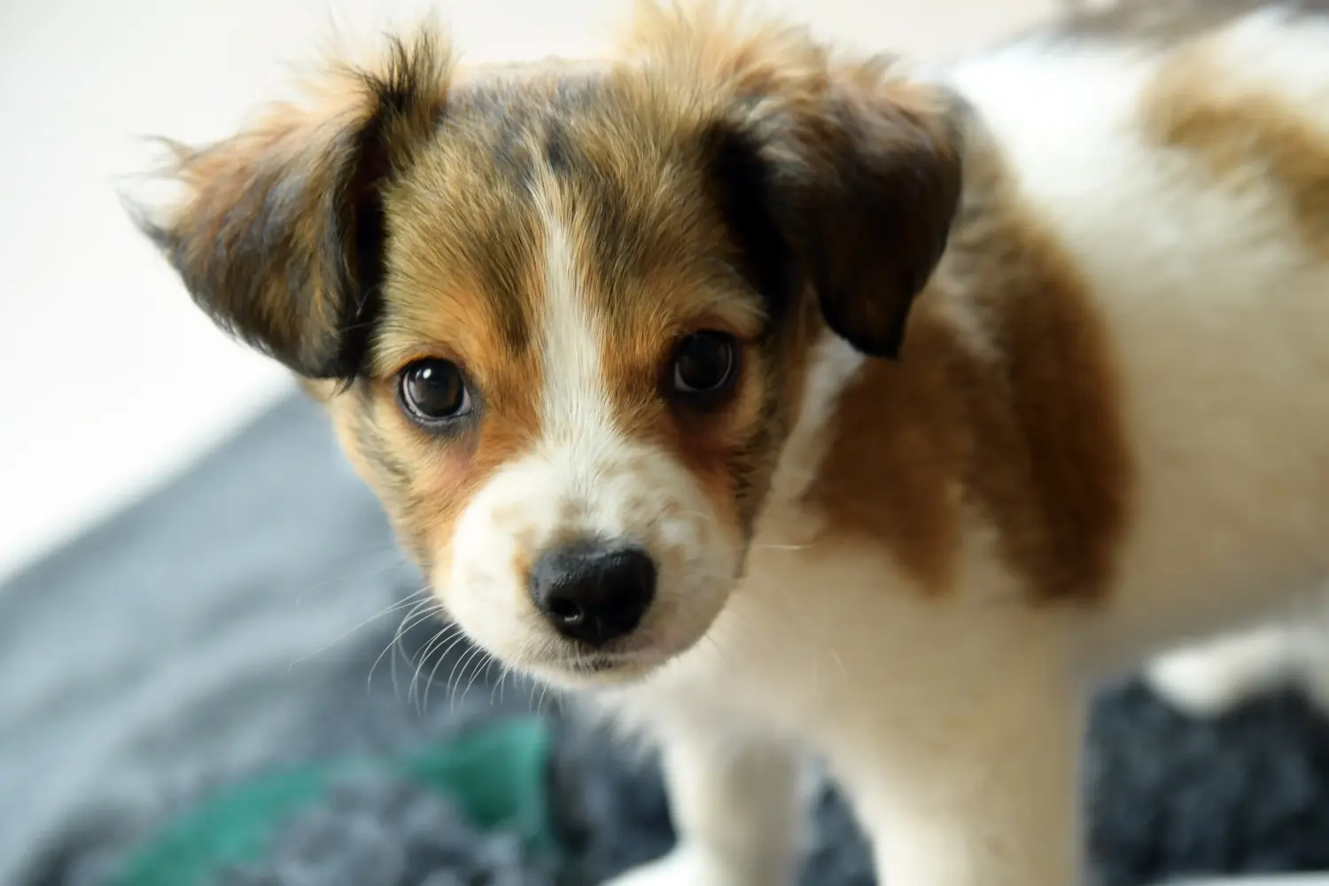 Buying a Kromfohrländer puppy means taking responsibility! Buy Kromfohrländer puppies.