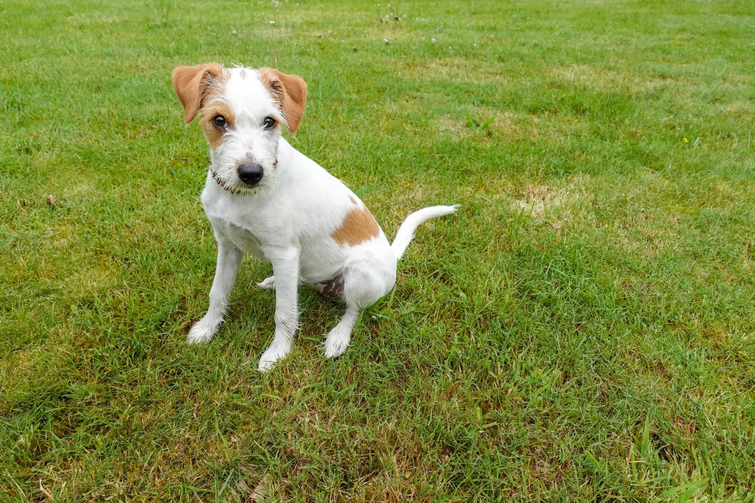 Buying a Kromfohrländer puppy means taking responsibility! Buy Kromfohrländer puppies.