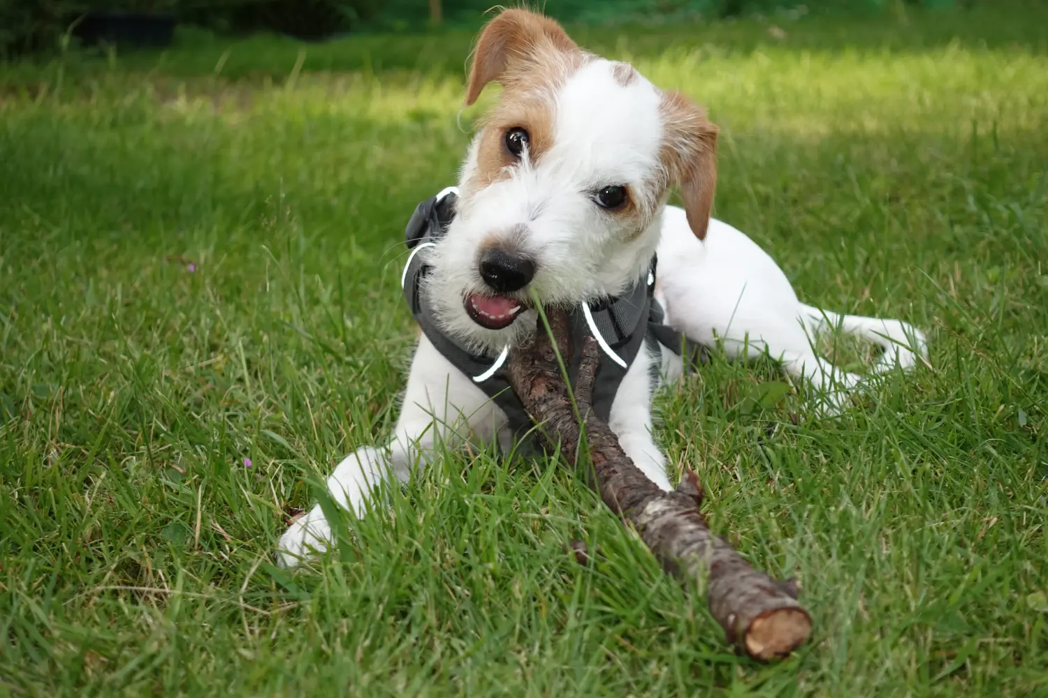 Buying a Kromfohrländer puppy means taking responsibility! Buy Kromfohrländer puppies.