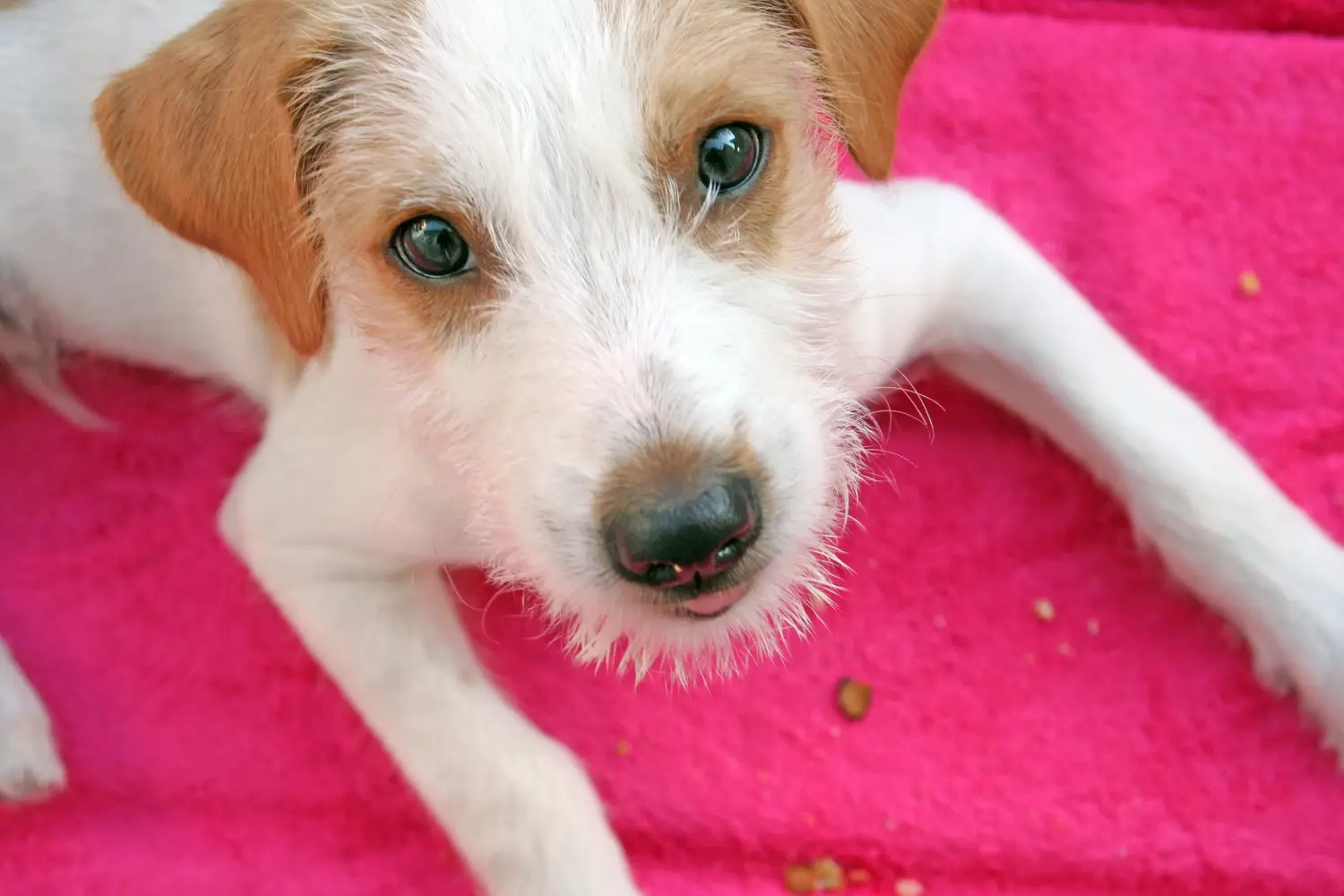 Buying a Kromfohrländer puppy means taking responsibility! Buy Kromfohrländer puppies.