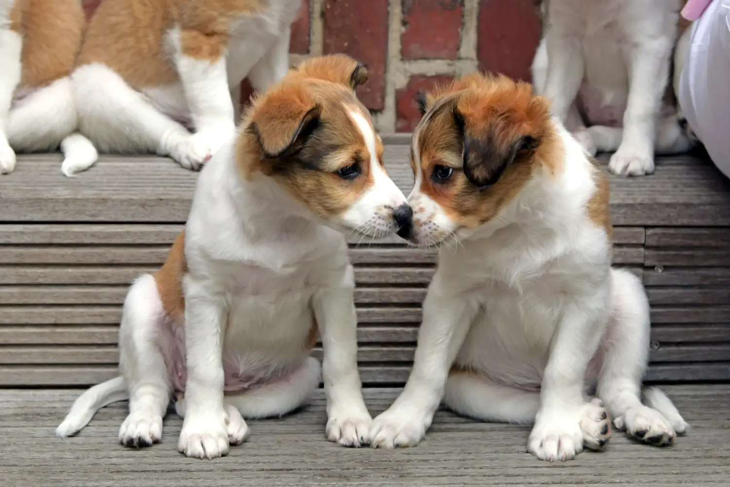 Buying a Kromfohrländer puppy means taking responsibility! Buy Kromfohrländer puppies.