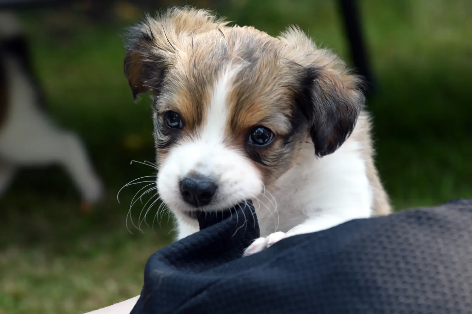 Buying a Kromfohrländer puppy means taking responsibility! Buy Kromfohrländer puppies.