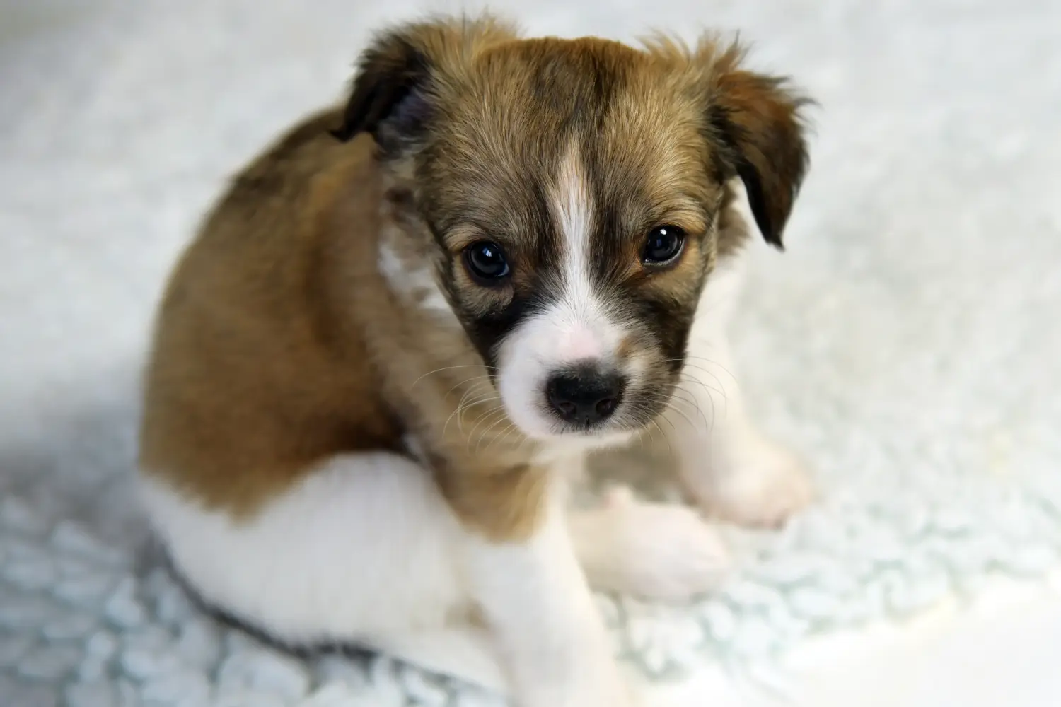 Buying a Kromfohrländer puppy means taking responsibility! Buy Kromfohrländer puppies.