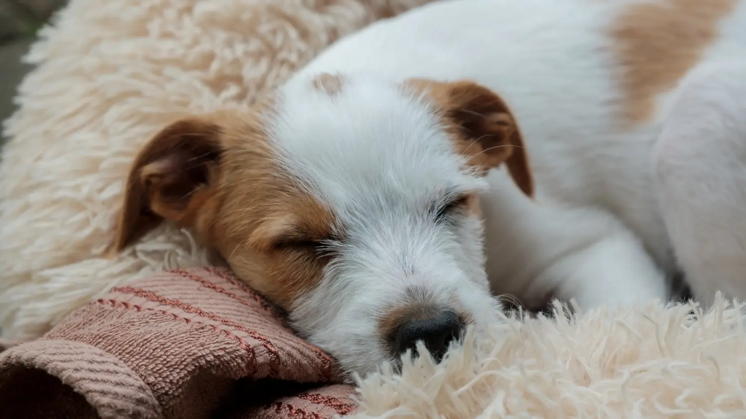 Buying a Kromfohrländer puppy means taking responsibility! Buy Kromfohrländer puppies.