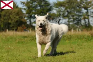 Read more about the article Kuvasz breeders and puppies in Alabama