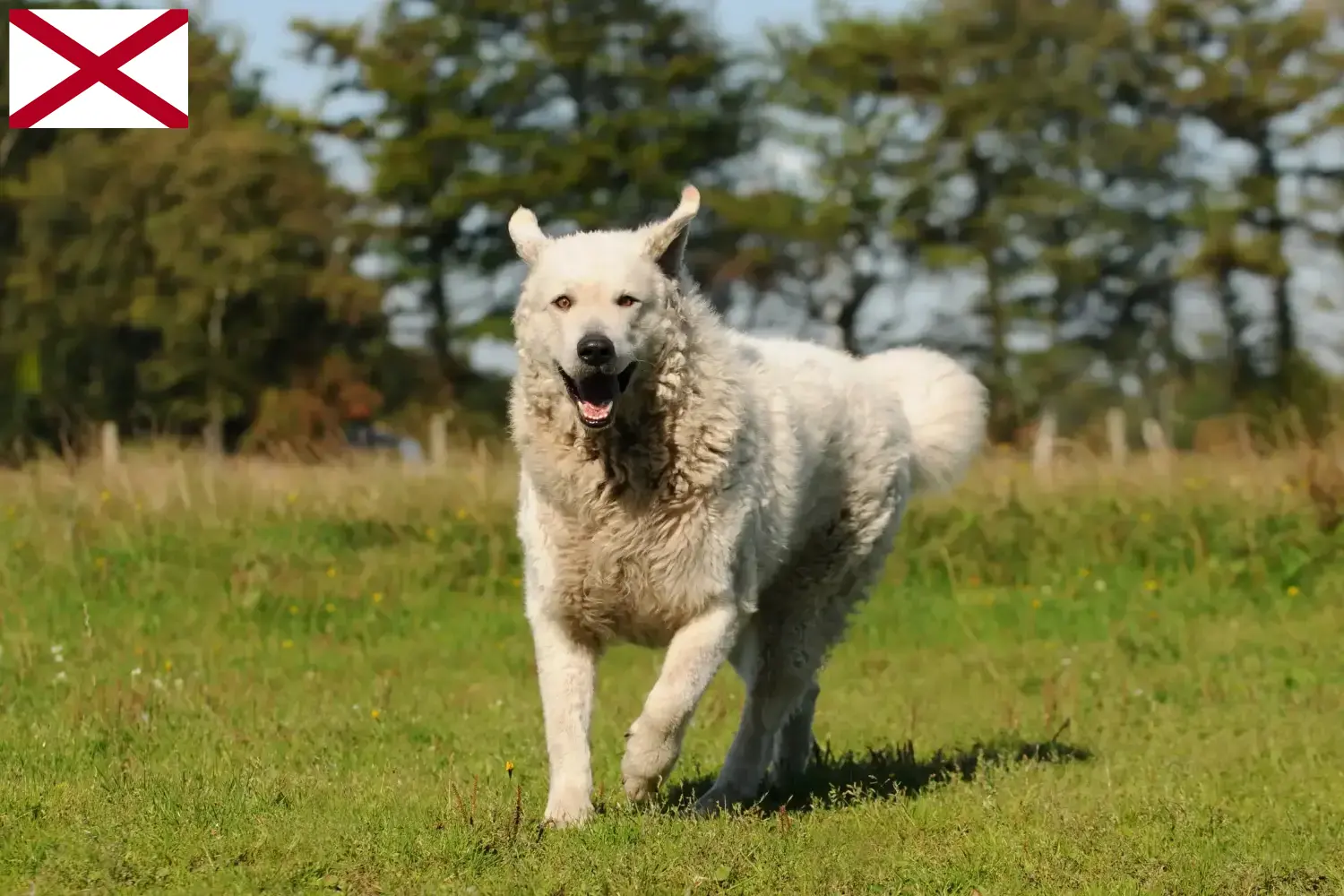 Kuvasz puppies and breeder Alabama Find Kuvasz breeders in Alabama.