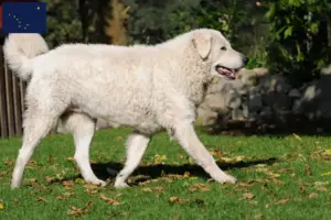Read more about the article Kuvasz breeders and puppies in Alaska