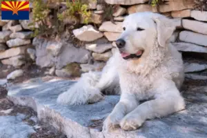 Read more about the article Kuvasz breeders and puppies in Arizona
