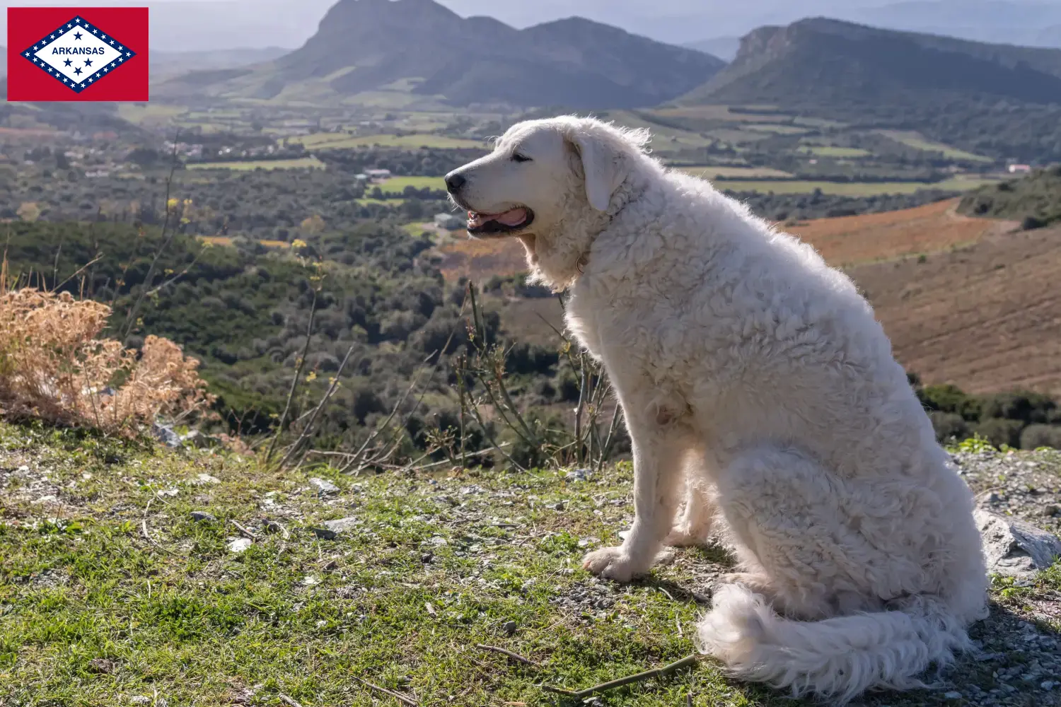 Kuvasz puppies and breeders Arkansas Find Kuvasz breeders in Arkansas.