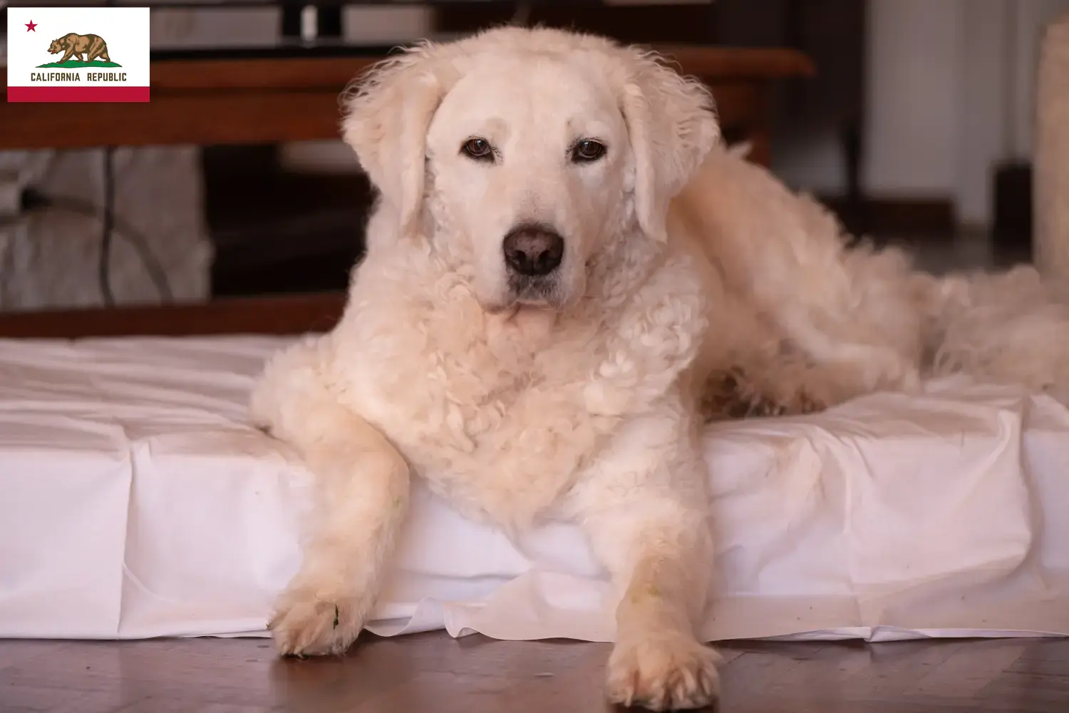 Kuvasz puppies and breeder California Find Kuvasz breeders in California here.