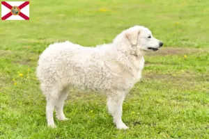 Read more about the article Kuvasz breeders and puppies in Florida