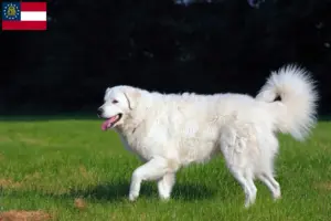 Read more about the article Kuvasz breeders and puppies in Georgia