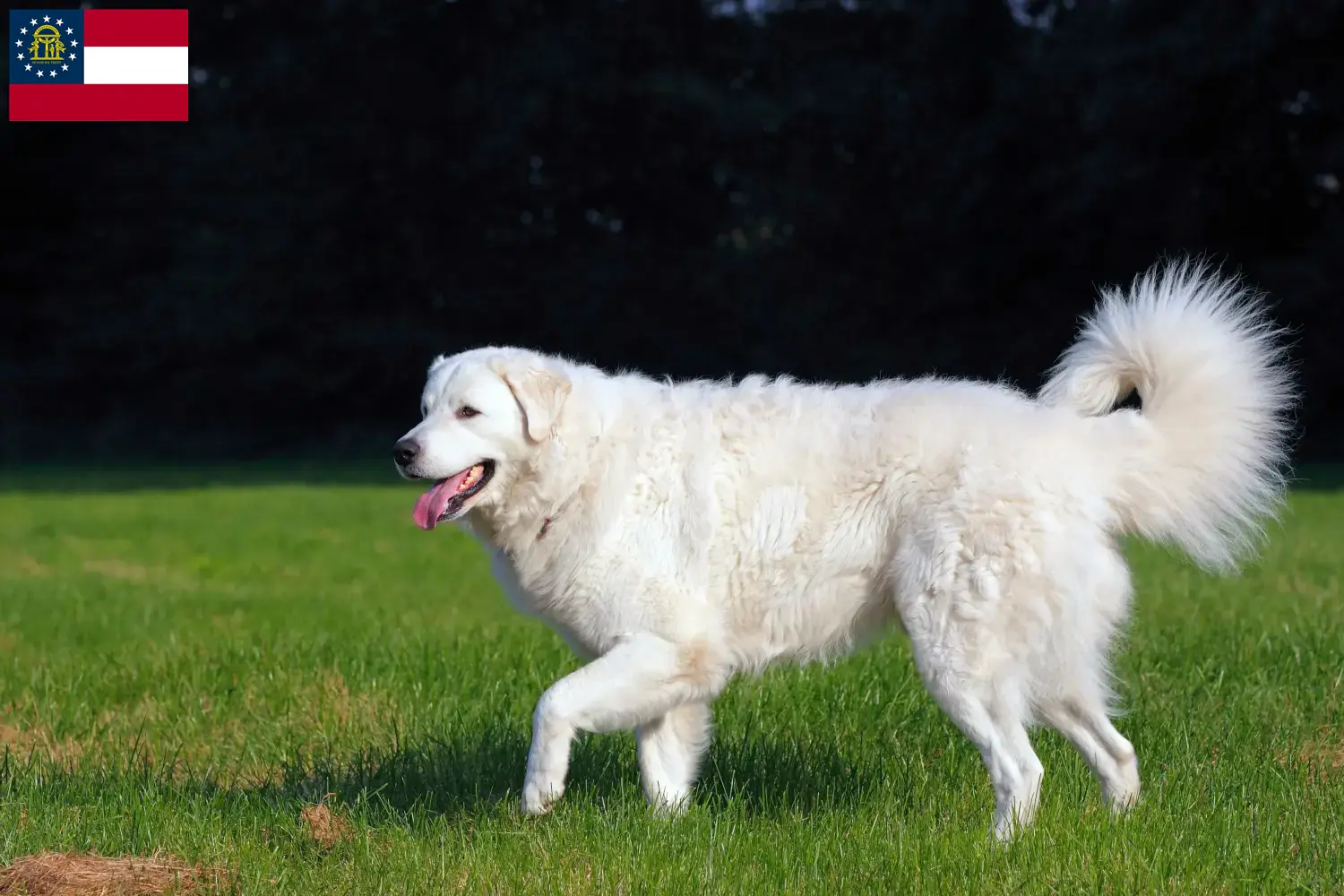 Kuvasz puppies and breeder Georgia Find Kuvasz breeders in Georgia.