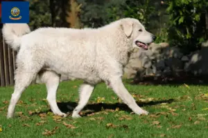Read more about the article Kuvasz breeders and puppies in Idaho