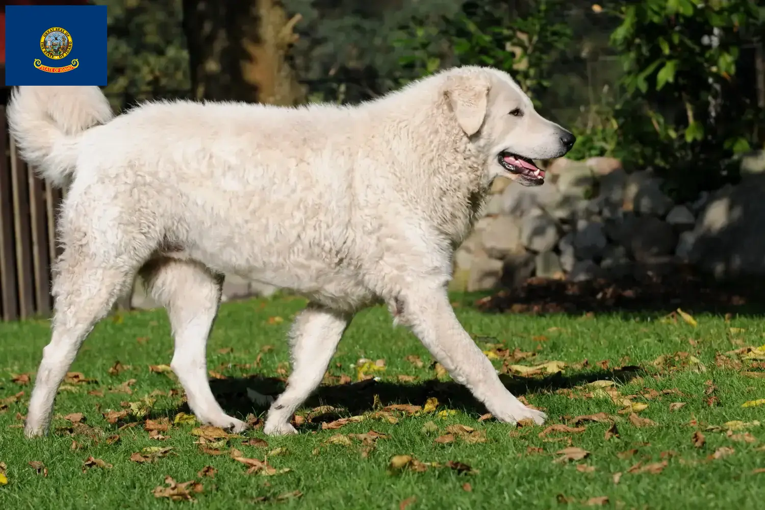 Read more about the article Kuvasz breeders and puppies in Idaho