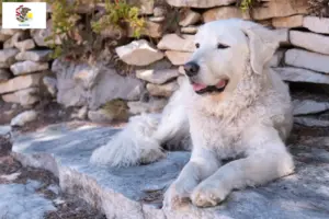 Read more about the article Kuvasz breeders and puppies in Illinois