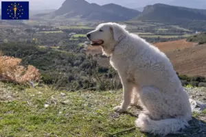Read more about the article Kuvasz breeders and puppies in Indiana