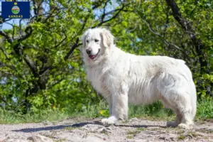 Read more about the article Kuvasz breeders and puppies in Kansas