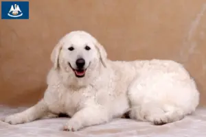 Read more about the article Kuvasz breeders and puppies in Louisiana