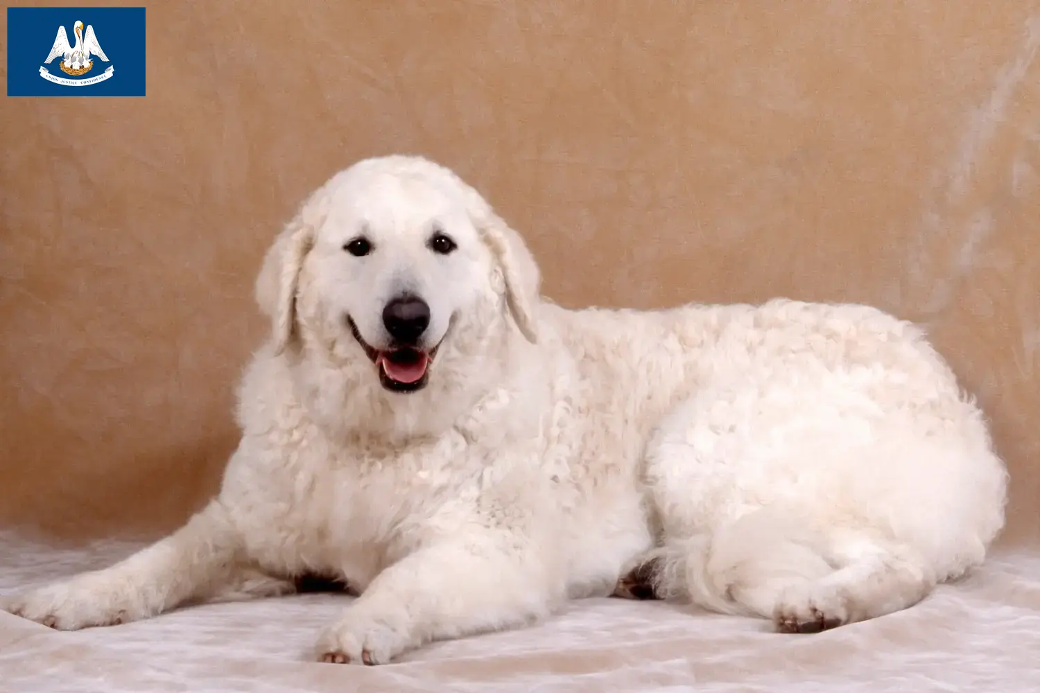 Kuvasz puppies and breeder Louisiana Find Kuvasz breeders in Louisiana.