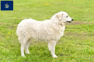 Read more about the article Kuvasz breeders and puppies in Maine