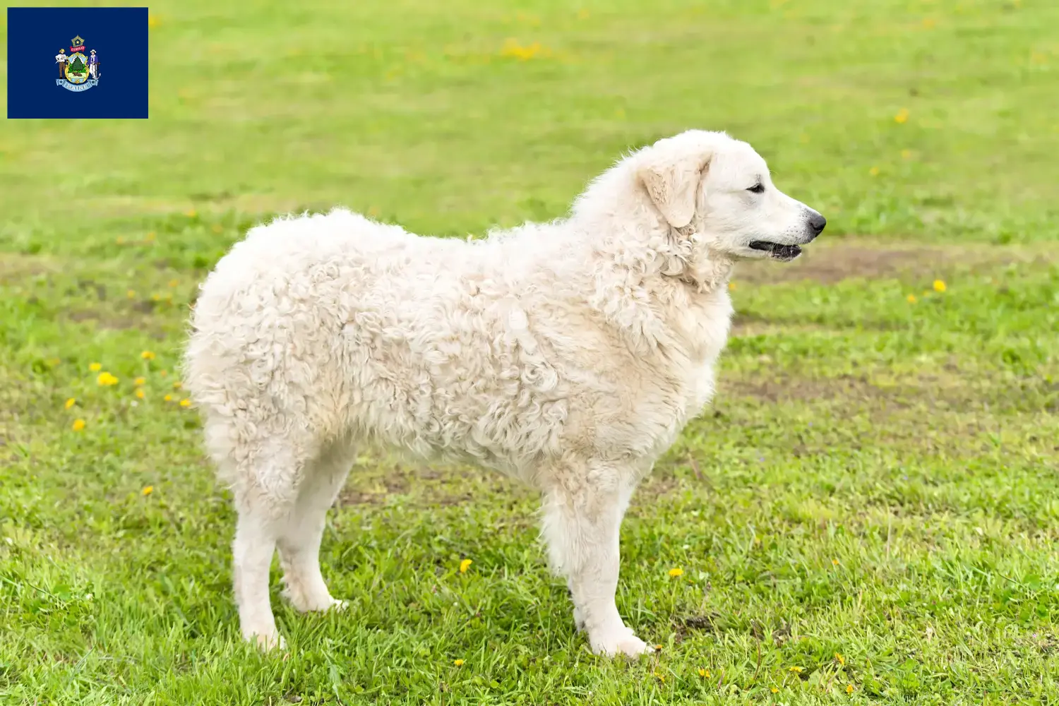 Kuvasz puppies and breeder Maine Find Kuvasz breeders in Maine here.