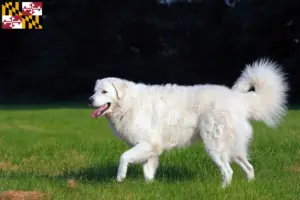 Read more about the article Kuvasz breeders and puppies in Maryland