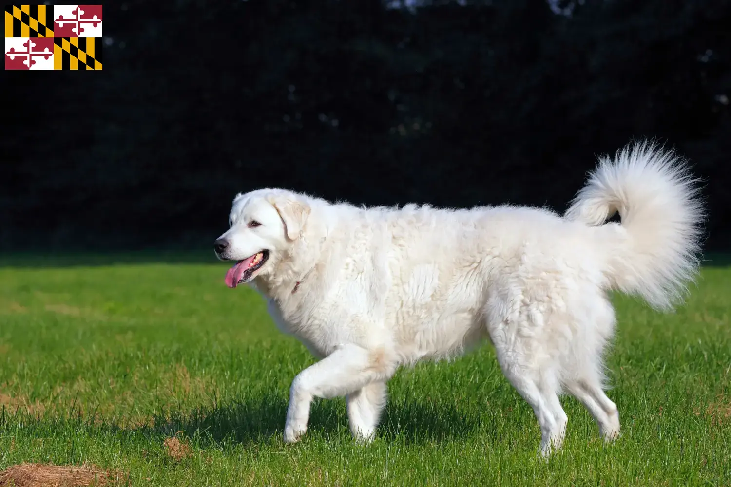 Kuvasz puppies and breeder Maryland Find Kuvasz breeders in Maryland.