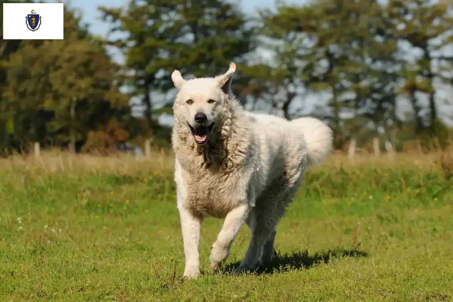 Kuvasz puppies and breeders Massachusetts Find Kuvasz breeders in Massachusetts.