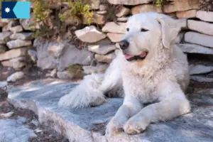 Read more about the article Kuvasz breeders and puppies in Minnesota