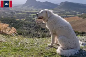 Read more about the article Kuvasz breeders and puppies in Mississippi