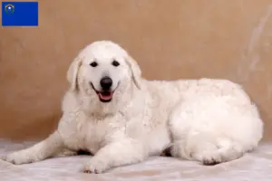 Read more about the article Kuvasz breeders and puppies in Nevada