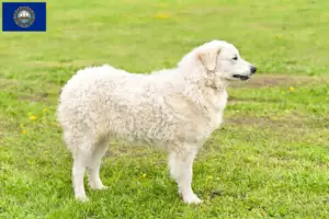 Read more about the article Kuvasz breeders and puppies in New Hampshire