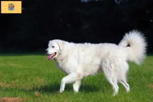 Read more about the article Kuvasz breeders and puppies in New Jersey