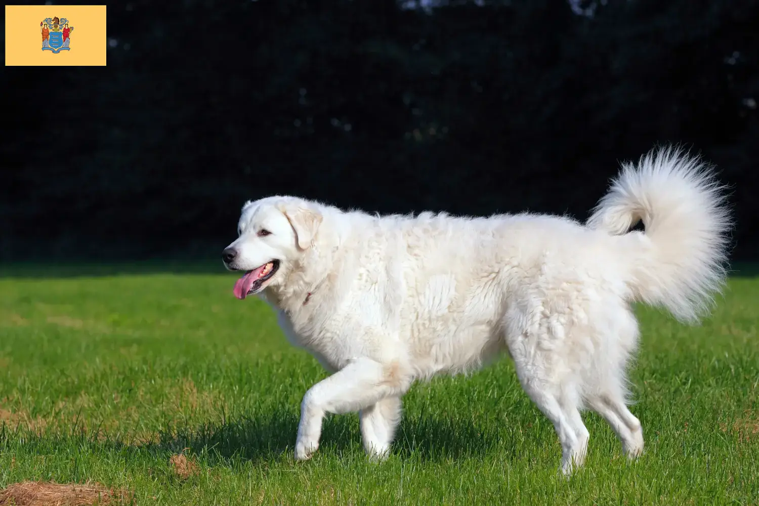 Kuvasz puppies and breeders New Jersey Find Kuvasz breeders in New Jersey.