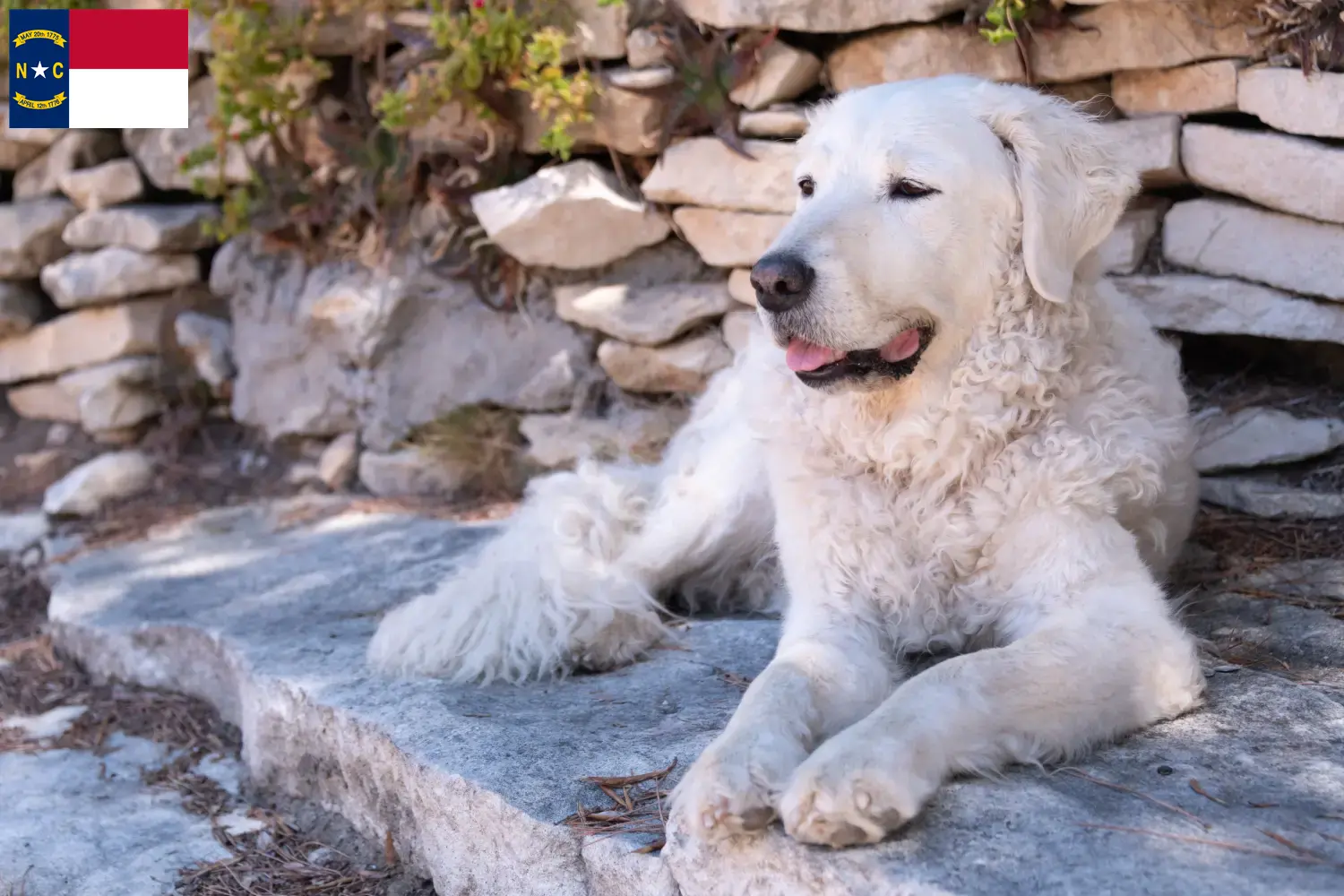 Kuvasz puppies and breeders North Carolina Find Kuvasz breeders in North Carolina.