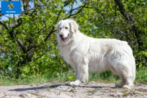 Read more about the article Kuvasz breeders and puppies in Oklahoma