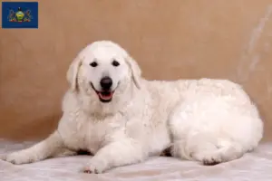 Read more about the article Kuvasz breeders and puppies in Pennsylvania