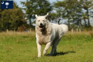 Read more about the article Kuvasz breeders and puppies in South Carolina