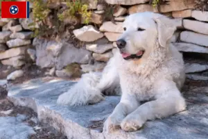 Read more about the article Kuvasz breeders and puppies in Tennessee
