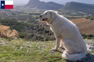 Read more about the article Kuvasz breeders and puppies in Texas