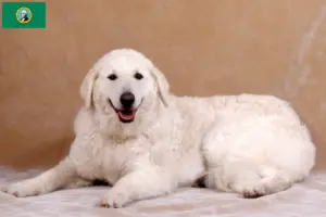 Read more about the article Kuvasz breeders and puppies in Washington