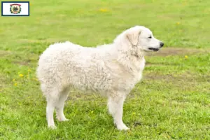Read more about the article Kuvasz breeders and puppies in West Virginia