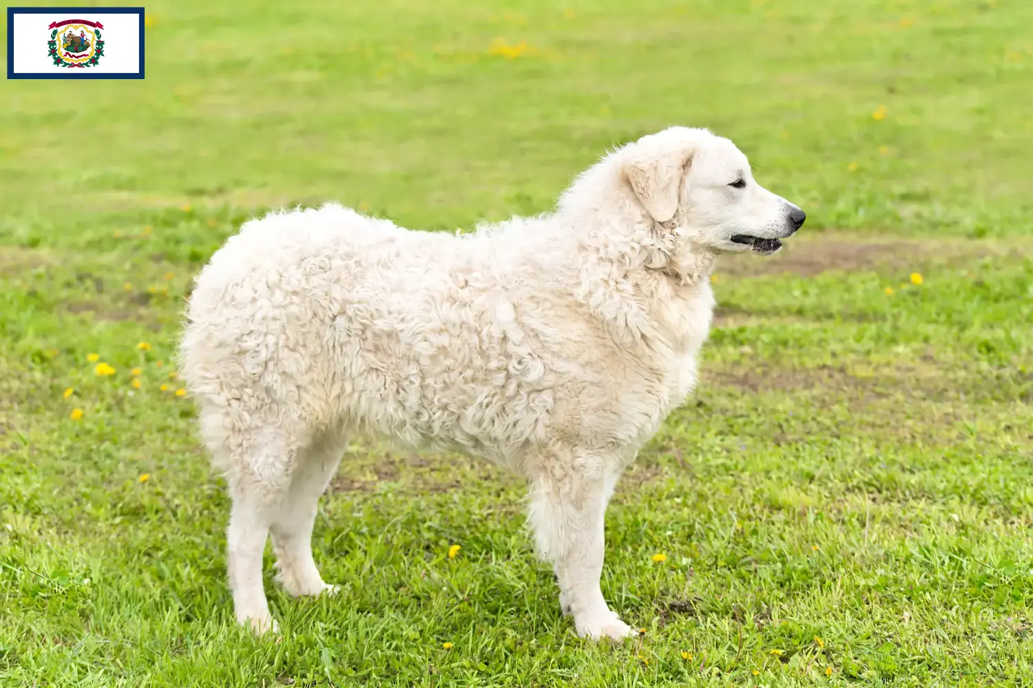Kuvasz puppies and breeders West Virginia Find Kuvasz breeders in West Virginia.