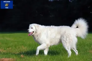 Read more about the article Kuvasz breeders and puppies in Wisconsin