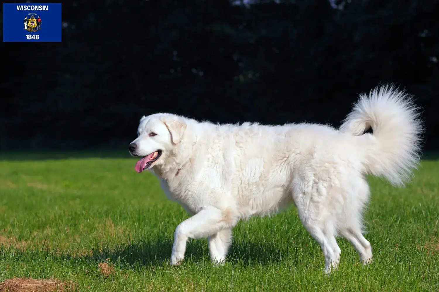 Kuvasz puppies and breeders Wisconsin Find Kuvasz breeders in Wisconsin.