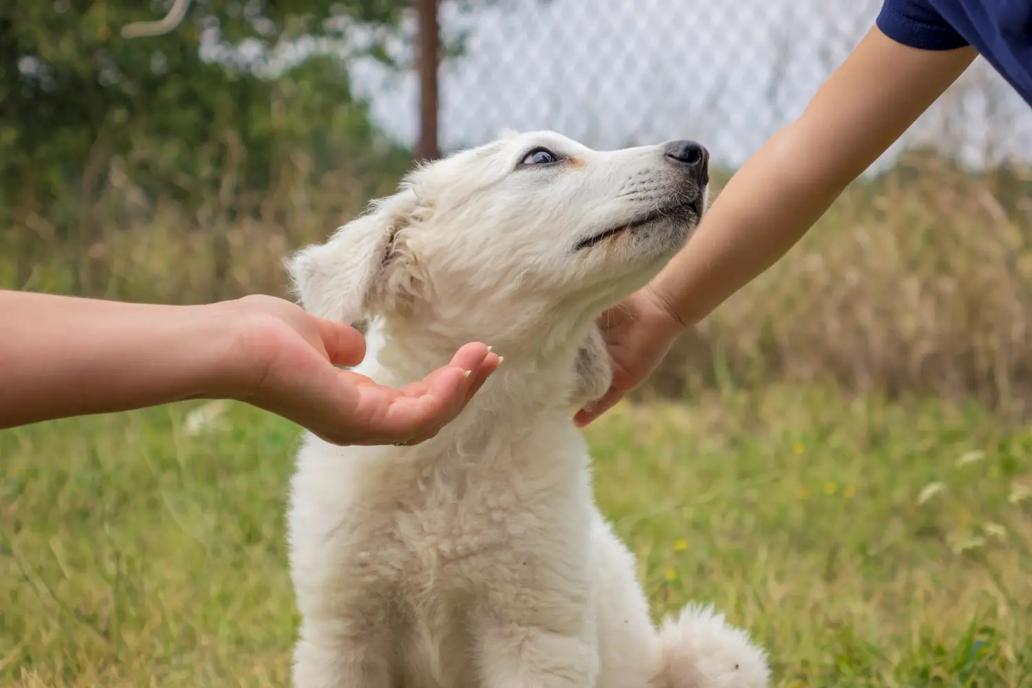 Buying a Kuvasz puppy means taking responsibility! Buy Kuvasz puppies.